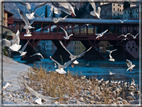 foto Lungo il Fiume Brenta